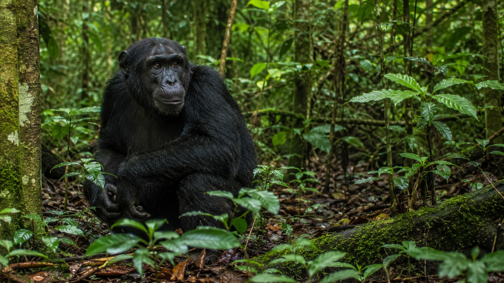 Kibale Forest